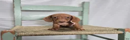 Miniature Dachshund dogs for sale: Alexia - Ad 2