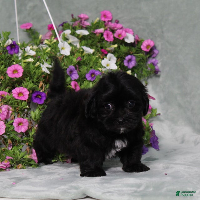 Teddy Bear dogs BJ's Echo - Ad 1