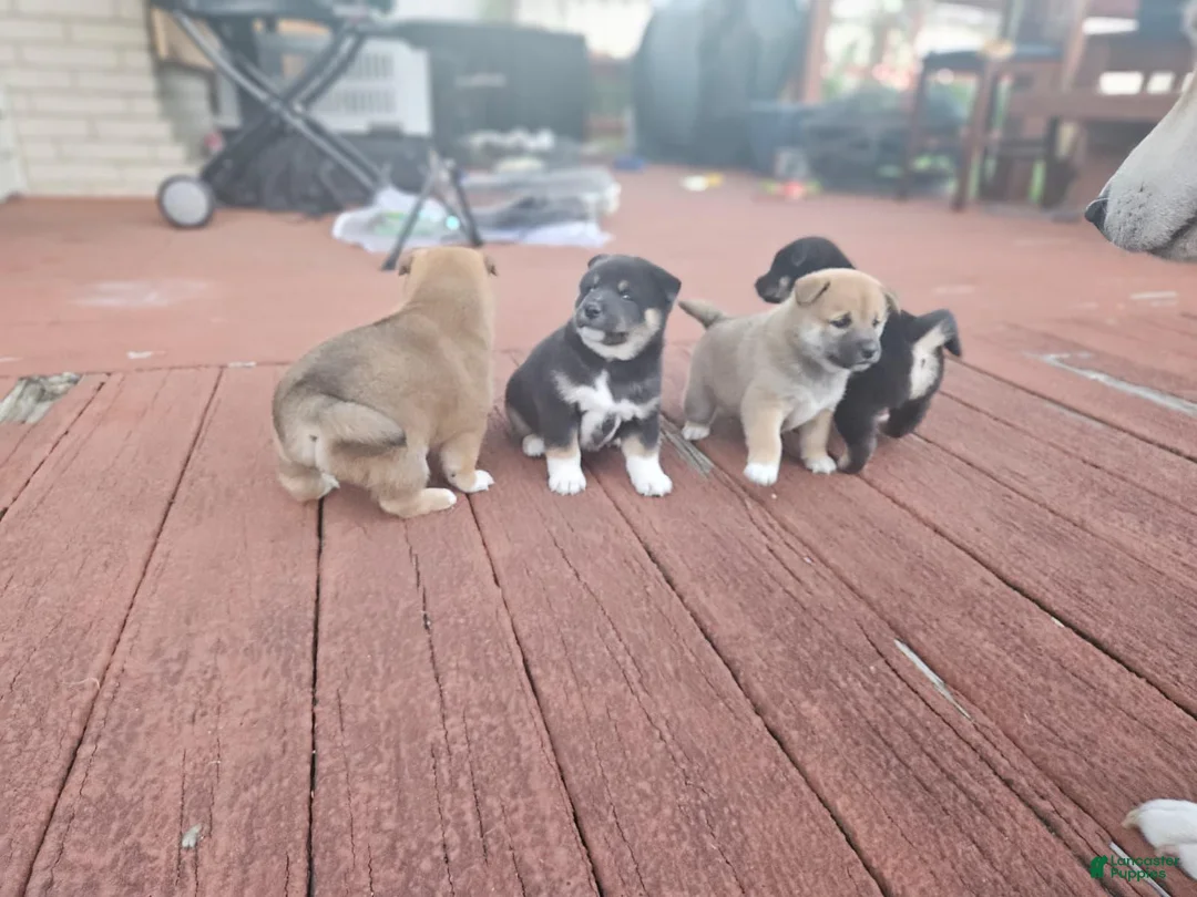 Shiba Inu dogs for sale:  Female #1 - Individual coming soon! - Ad 1
