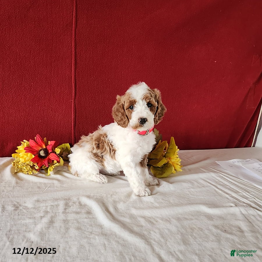 Goldendoodle dogs Holly - Ad 4