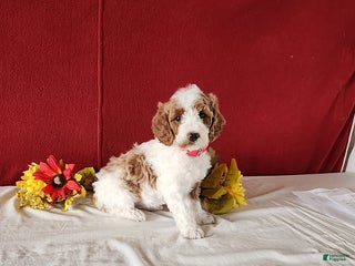 Goldendoodle dogs Holly - Ad 2