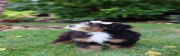 Mini Bernedoodle dogs for sale: Claire - Ad 6