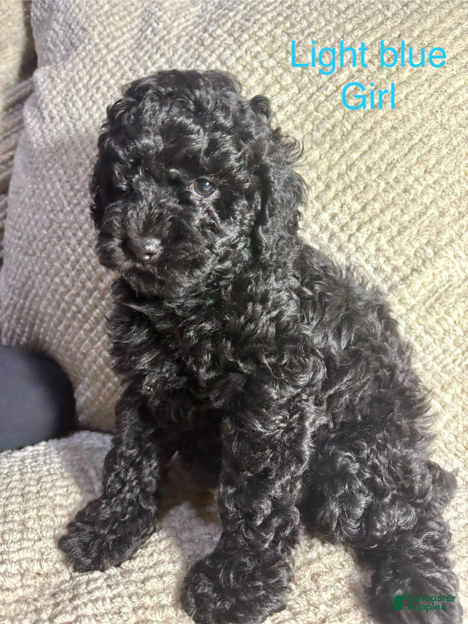 Cavapoo dogs Cavapoo Puppy 4 - Ad 33