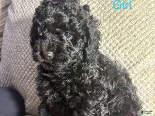 Cavapoo dogs Cavapoo Puppy 4 - Ad 33