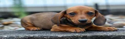 Miniature Dachshund dogs for sale: Sweet Pea 🎀 - Ad 18