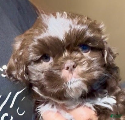 Shih Tzu dogs for sale: Ferrero (coco morsels) - Ad 3