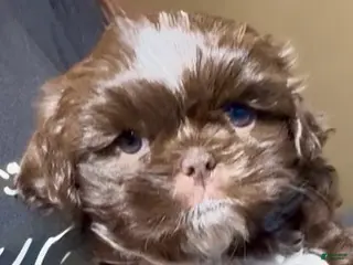 Shih Tzu dogs for sale: Ferrero (coco morsels) - Ad 3