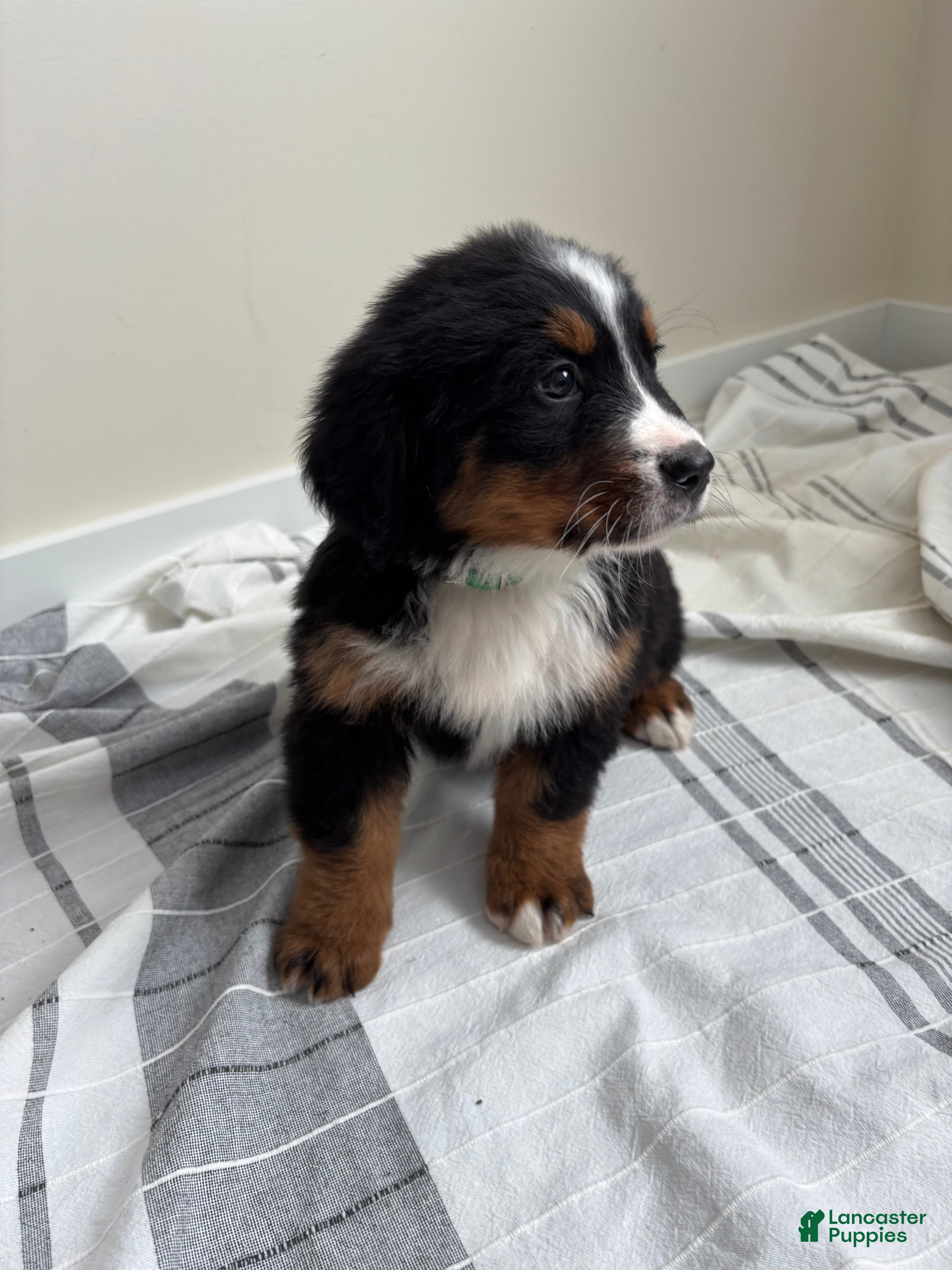 Bernese Mountain Dog dogs Sabrina - Ad 10