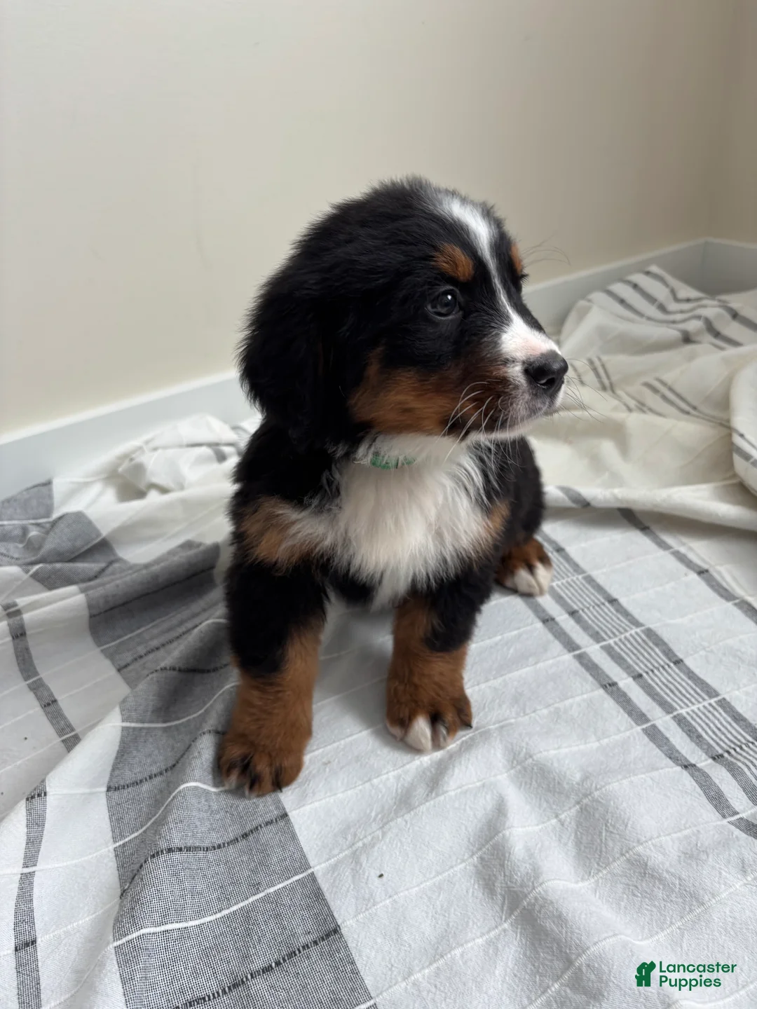 Bernese Mountain Dog dogs for sale: Sabrina - Ad 2