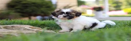 Shih Tzu dogs for sale: Bohdi - Ad 5