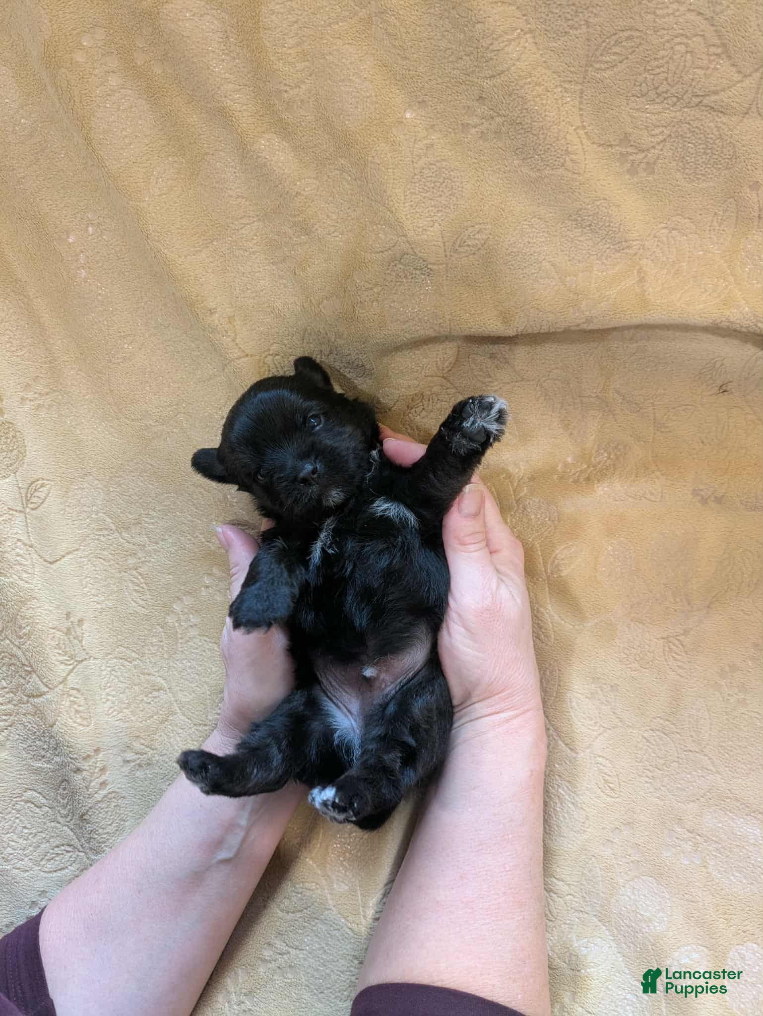 Mixed Breed dogs Mixed Breed Puppy 3 - Ad 41