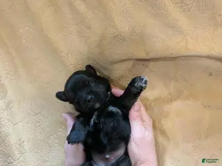 Mixed Breed dogs Mixed Breed Puppy 3 - Ad 41