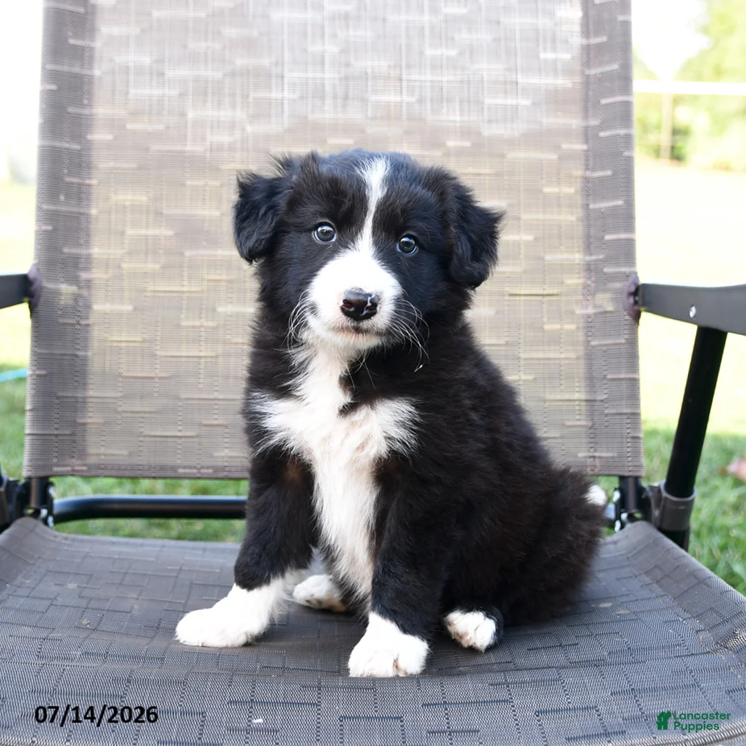 Border Collie dogs for sale: Tisha - Ad 1