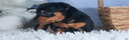 Miniature Pinscher dogs for sale: ANNIE - Ad 6