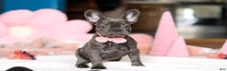 French Bulldog dogs for sale: Julie - Ad 4