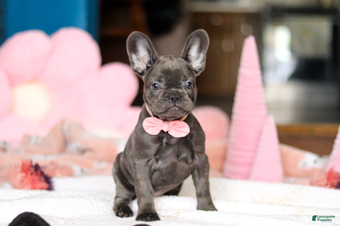 French Bulldog dogs for sale: Julie - Ad 4