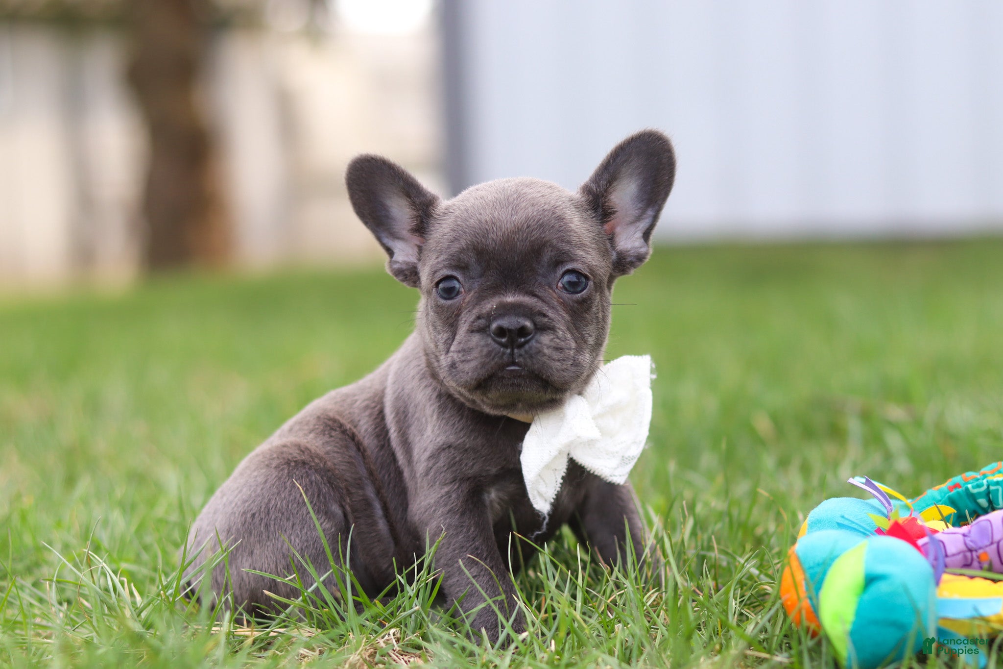 French Bulldog dogs Lexi - Ad 1