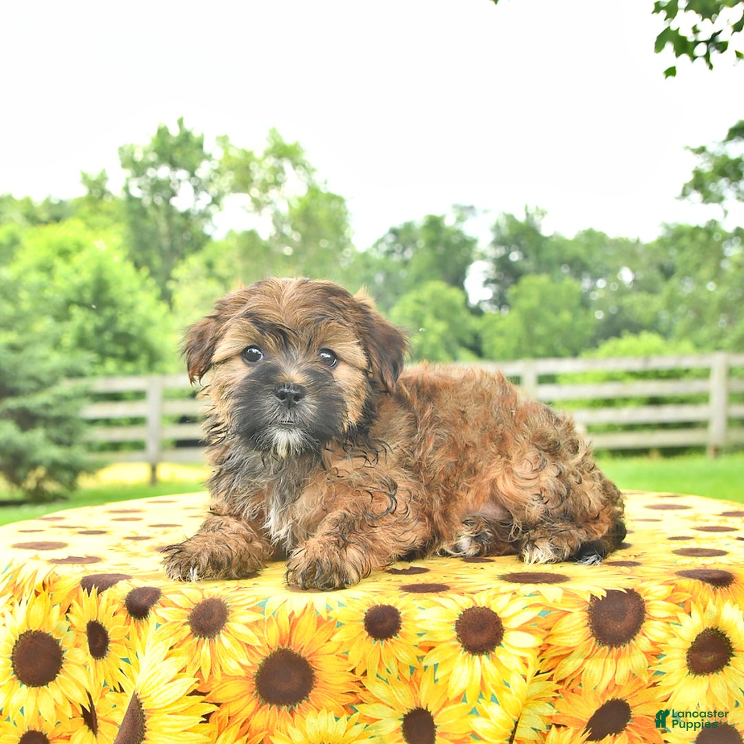 Shorkie dogs for sale: Earl - Ad 4