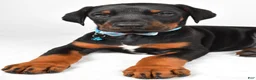 Doberman Pinscher dogs for sale: Luke - Ad 5