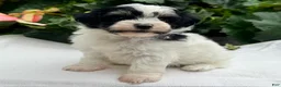 Havapoo dogs for sale: Betsy - Ad 3