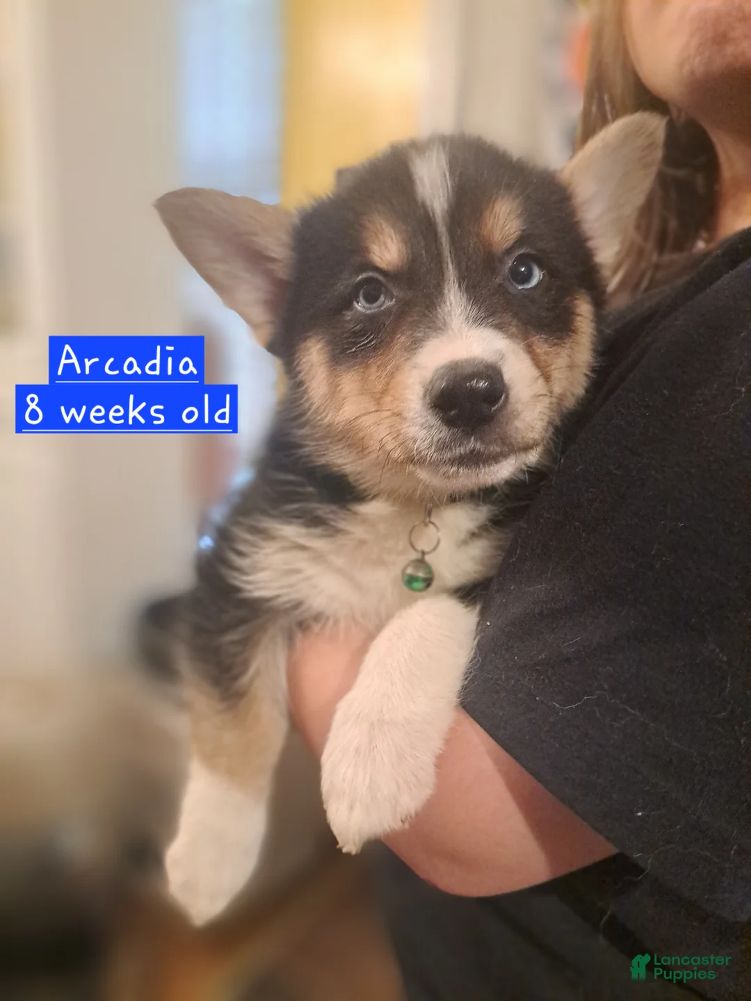Mixed Breed dogs for sale: Arcadia - Ad 2