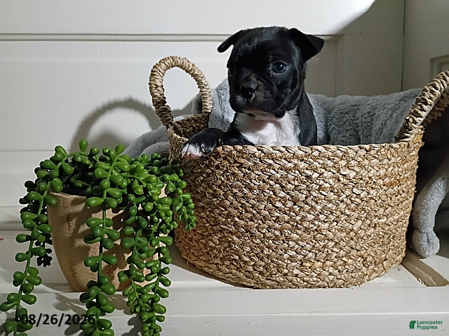 Boston Terrier dogs Bobby - Ad 41