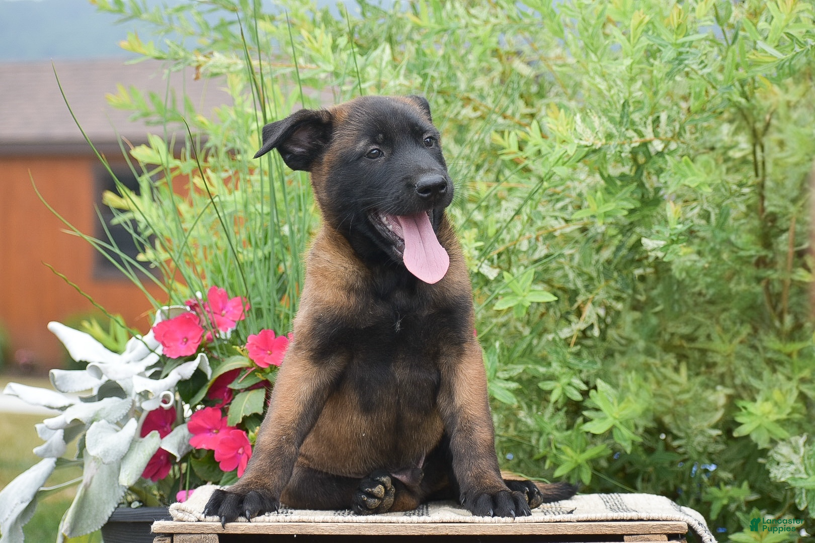 Belgian Malinois dogs Mavis - Ad 2