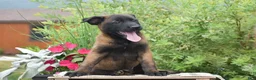 Belgian Malinois dogs for sale: Mavis - Ad 2