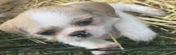 Mixed Breed dogs for sale: Mixed Breed 2 - Ad 5