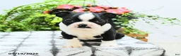 Boston Terrier dogs for sale: Landon - Ad 3