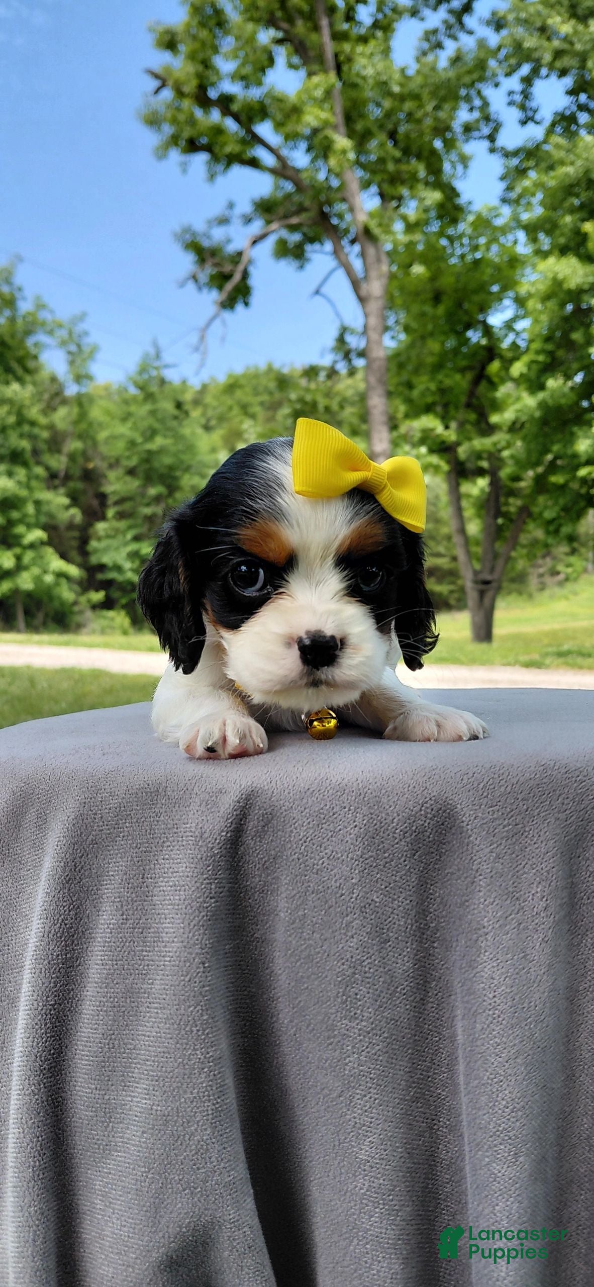 Mixed Breed dogs Veda_Female - Ad 2