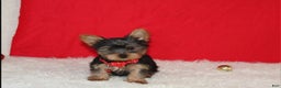 Yorkshire Terrier dogs for sale: Dannie - Ad 5