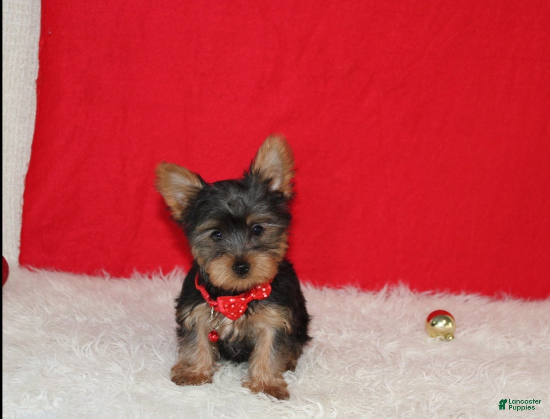 Yorkshire Terrier dogs for sale: Dannie - Ad 5