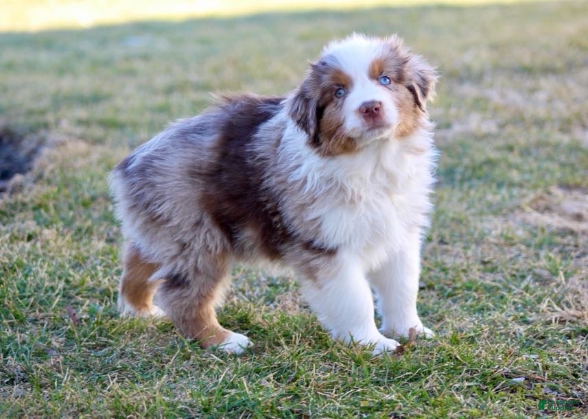 Australian Shepherd dogs Duke - Ad 2