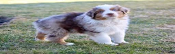 Australian Shepherd dogs for sale: Duke - Ad 2