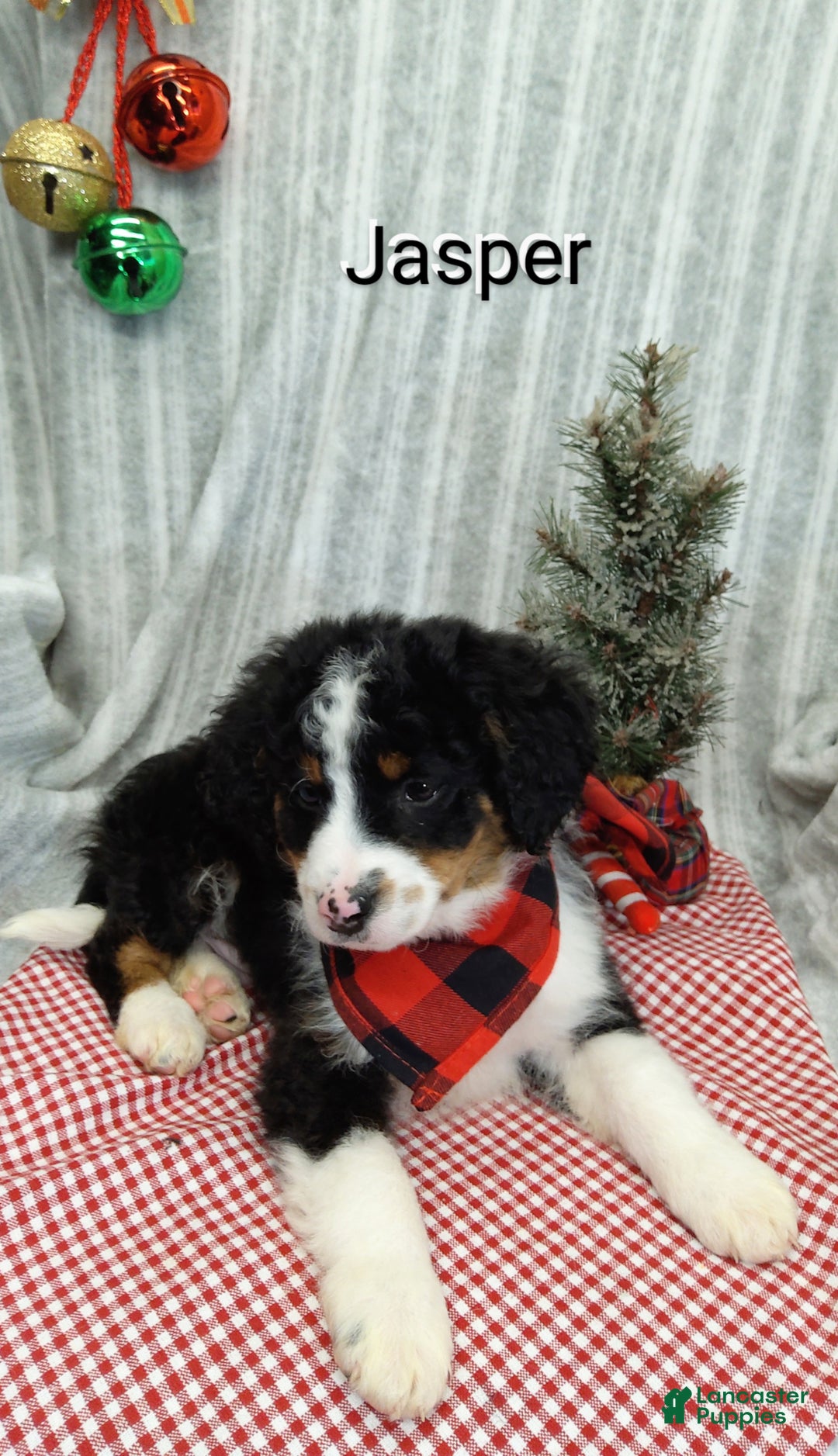 Mini Bernedoodle dogs for sale:  Jasper  - Ad 6