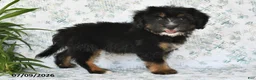 Mini Bernedoodle dogs for sale: Tara - Ad 3