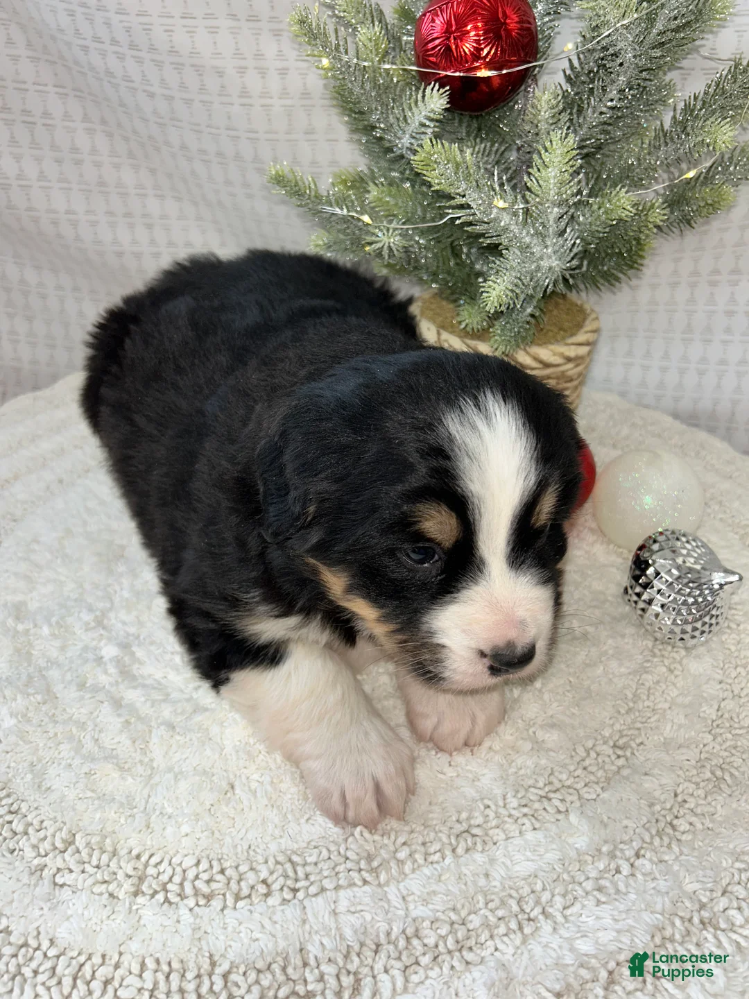 Mixed Breed dogs for sale: Jill - Ad 2