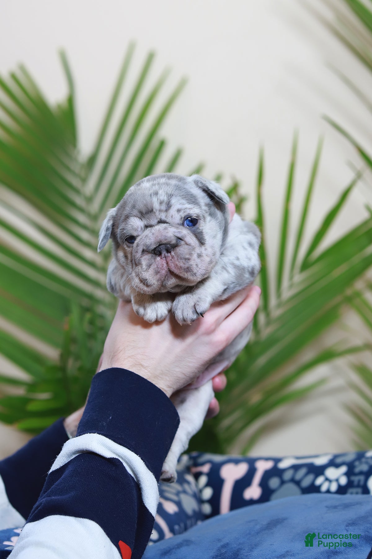 French Bulldog dogs Rio - Ad 2