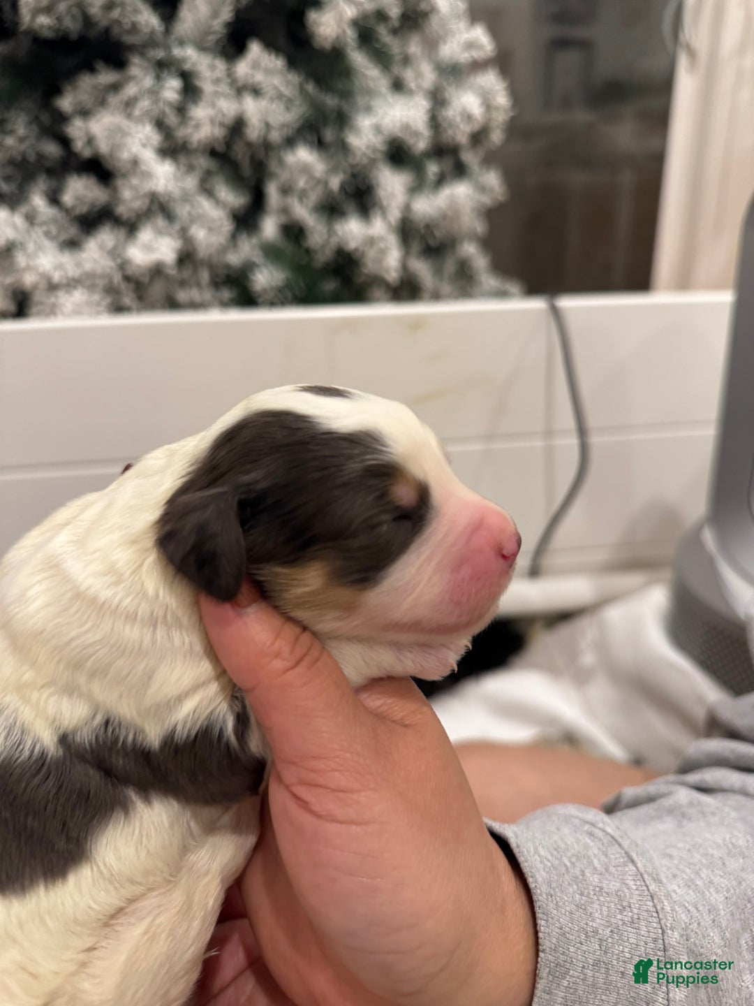 Bernedoodle dogs for sale: Dinozzo - Ad 4