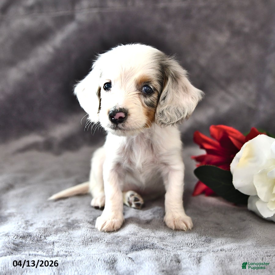 Miniature Dachshund dogs Candy - Ad 2