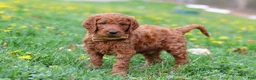 Goldendoodle dogs for sale: Russell - Ad 3