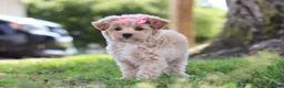 Maltipoo dogs for sale: Peanut - Ad 2