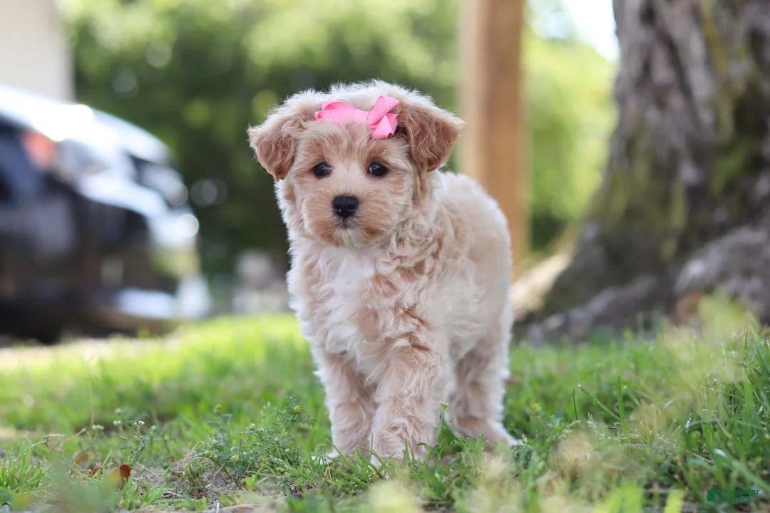 Maltipoo dogs for sale: Peanut - Ad 2