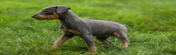Miniature Pinscher dogs for sale: ABBY - Ad 3
