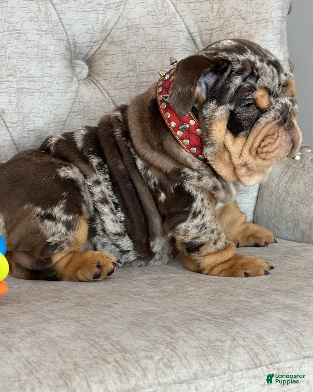 English Bulldog dogs for sale: English Bulldog 3 - Ad 14