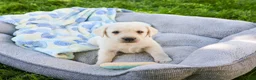 Labrador Retriever dogs for sale: Philbert  - Ad 4