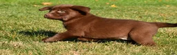 Labrador Retriever dogs for sale: Mira - Ad 8