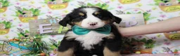 Bernese Mountain Dog dogs for sale: Moose  - Ad 2