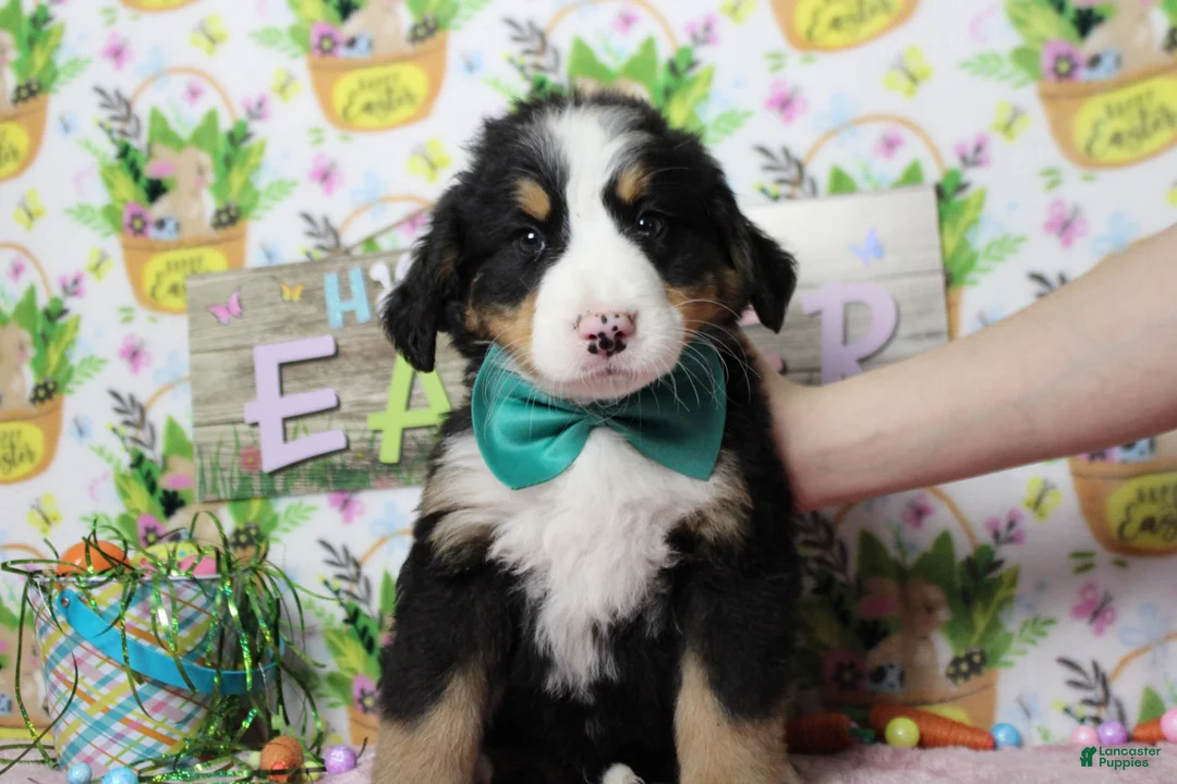 Bernese Mountain Dog dogs for sale: Moose  - Ad 2